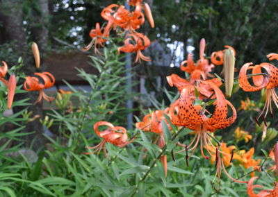 acorn tiger lilies