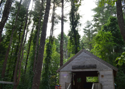 acorn treehouse with trees